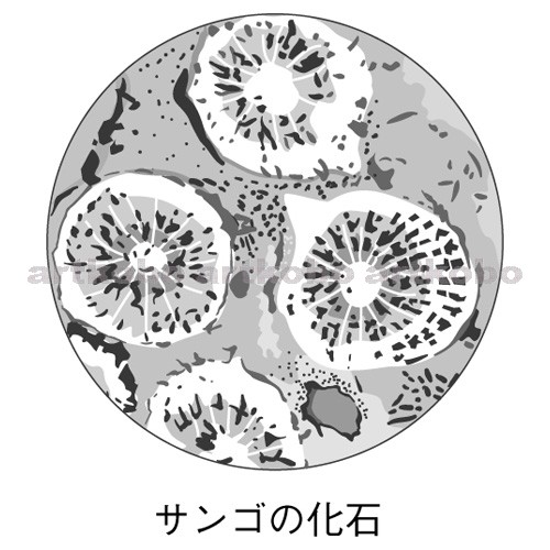 Web教材イラスト図版工房 R C2m サンゴの化石
