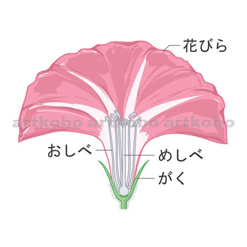 Web教材イラスト図版工房 花のつくりと実のでき方