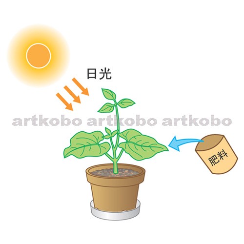 Web教材イラスト図版工房 植物の成長 肥料 日光
