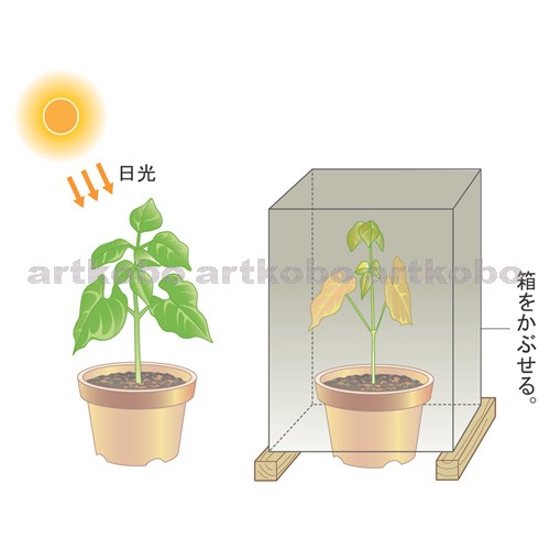 Web教材イラスト図版工房 植物の成長 肥料 日光