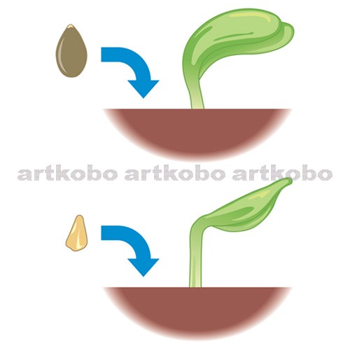 Web教材イラスト図版工房 植物の発芽と養分
