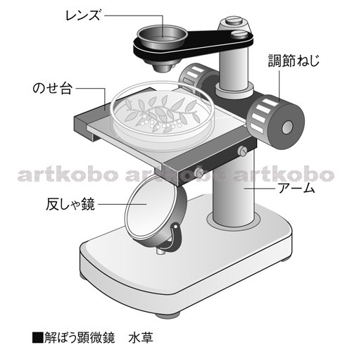 Web教材イラスト図版工房 解ぼう顕微鏡 そう眼顕微鏡