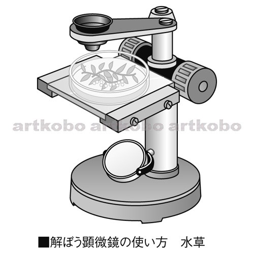 Web教材イラスト図版工房 R S5m 解ぼう顕微鏡 そう眼顕微鏡 07
