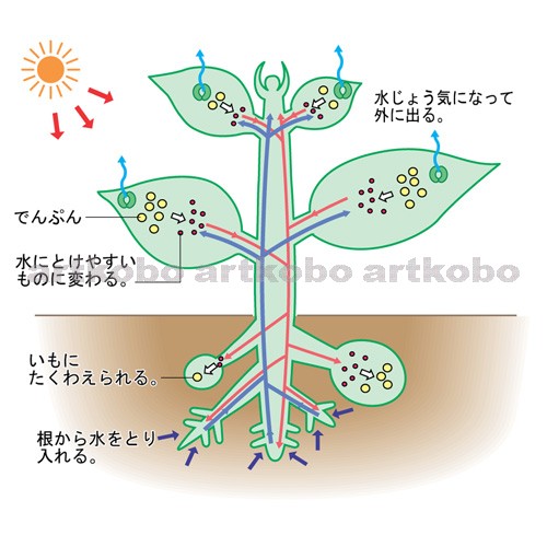 Web教材イラスト図版工房 R S6 植物と日光 09