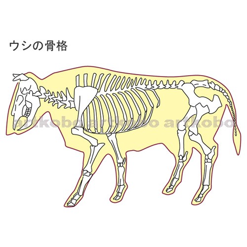 Web教材イラスト図版工房 R S6 動物の骨格 10