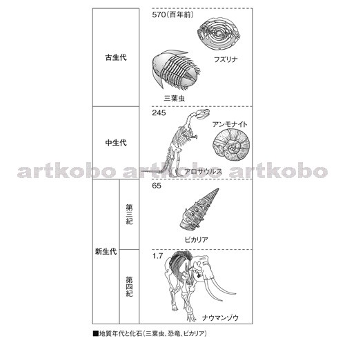 Web教材イラスト図版工房 化石